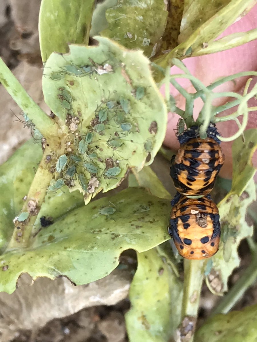 BONNIN1402's tweet image. Je crains malheureusement que nos #pois paient un lourd tribut à cette présence si intense de #Pucerons pendant 51 #JoursSansPluie!
@AgathePenant @terresinovia 
#Ceuxquifontlesprotéines #Bourgogne
