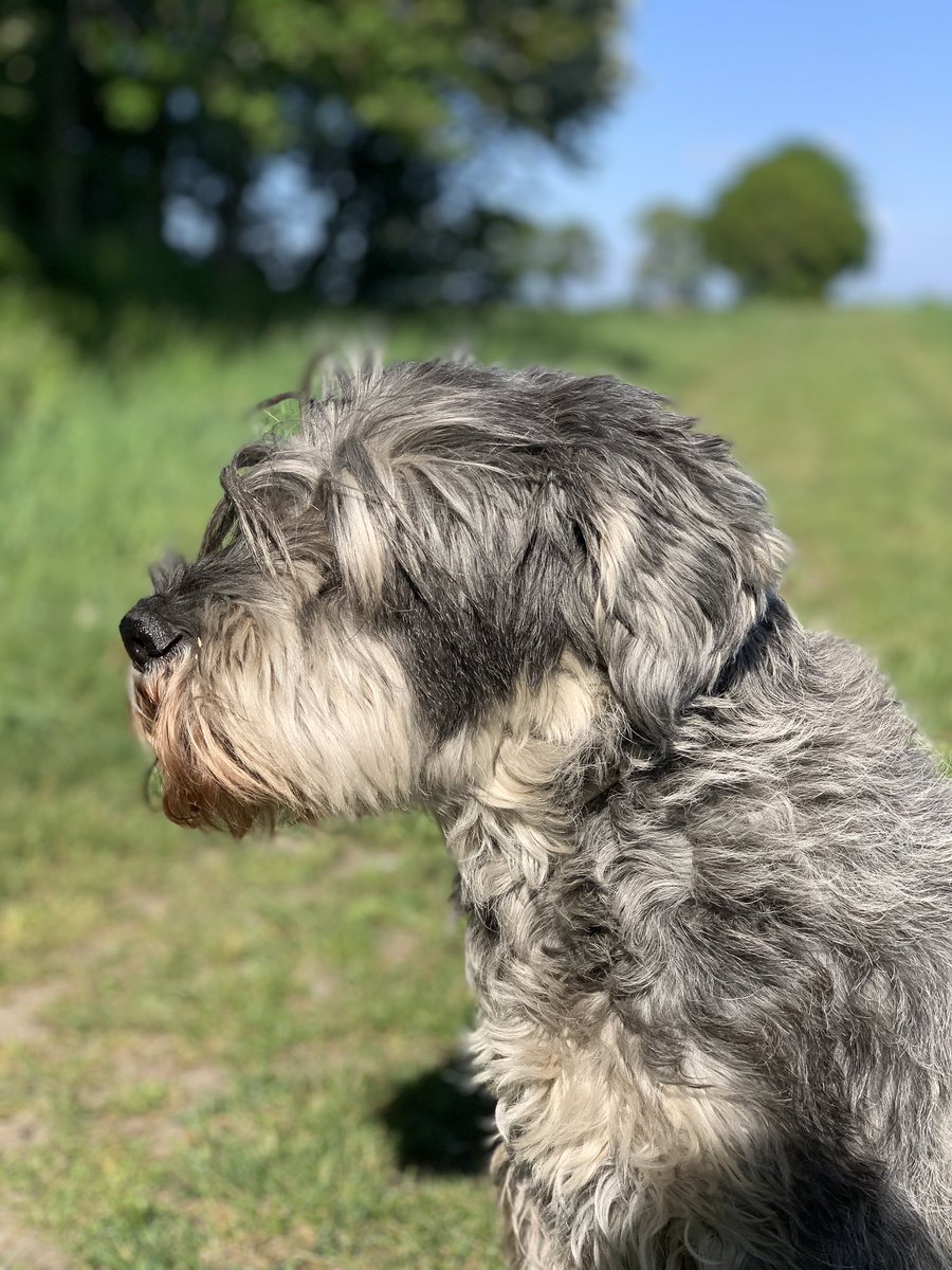 Hondsprokkel's tweet photo. Lekker aan de wandel....!!! Heerlijk wandelweertje #wind #StaySafe https://t.co/Odiu1CfTDp