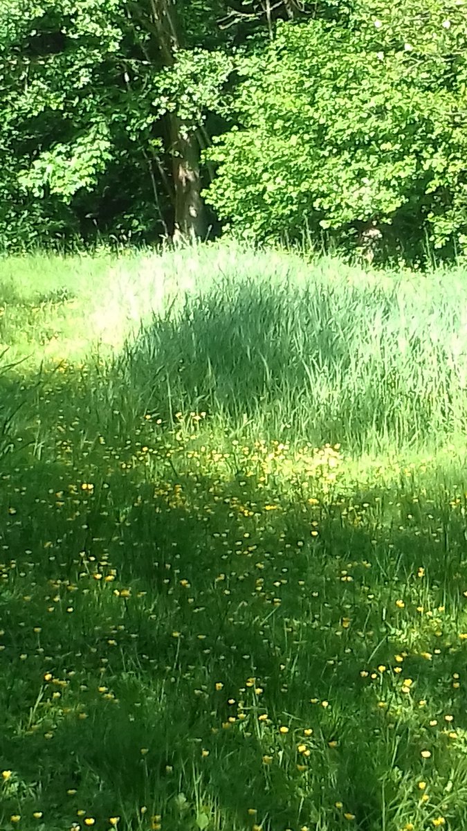 Retour en forêt, quel bonheur ! ! Bonne soirée à tous, 😀