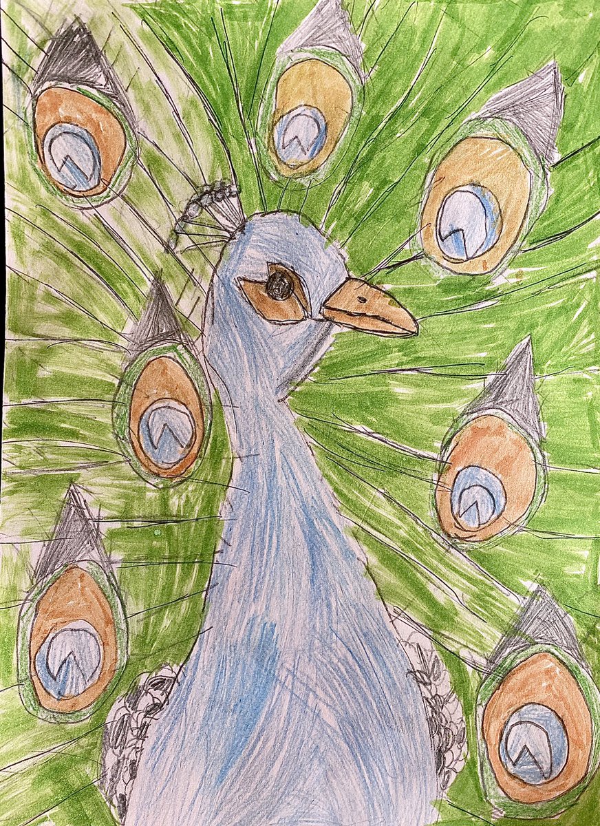 JELhome3's tweet photo. Ethans drawing of a peacock today for @MissMcDonaldLCP , requested by @MrsHoeyLCP .  He is proud of this one . @leighcentralps @HeadteacherL @MrHoughtonLCP #peacock #artwork https://t.co/DoBy0UsMmo