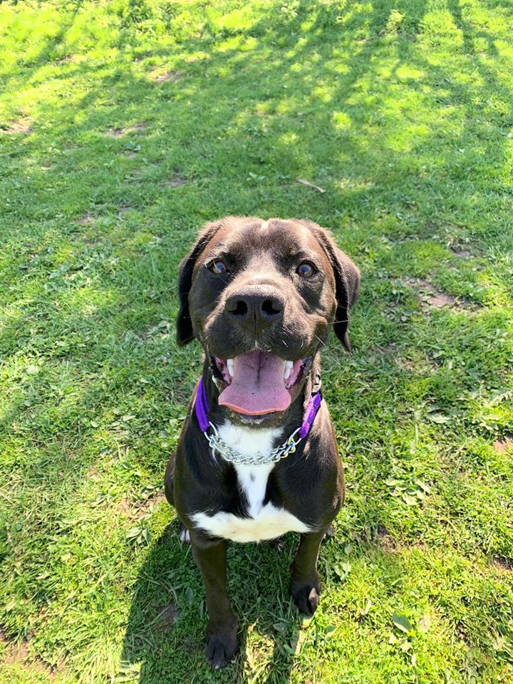 Neo has such a beautiful smile! He is @HilbraesDogs in Shropshire and is looking for his forever home once lockdown is over. You can find out more about Neo by calling 01952 541254 ♥️🐾 #k9hour #adoptdontshop #itsallaboutthedogs #TeamHilbrae #TeamZay