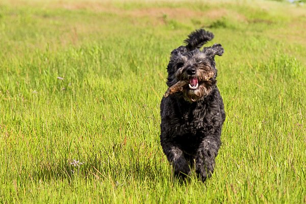 PurelitePhoto's tweet photo. New artwork for sale! - "olie" - https://t.co/JHpmtisxAZ @fineartamerica https://t.co/1o9uzVBv85