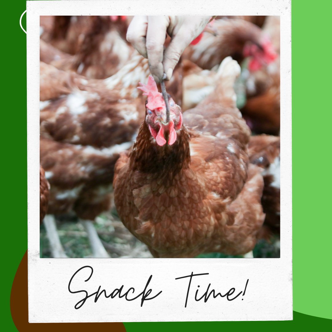 OrganickP's tweet photo. Snack Time for the ladies! Worms are their favorite! https://t.co/tOA6sVgiEi