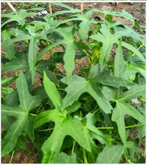 Sayur gedi masak santan + ikan tude bakar rica.