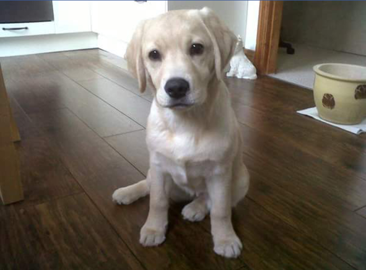 Zepto_OW's tweet photo. I'm so happy i have 9 years worth of memories to hold on by you were the best dog ever. Cassie ❤️ https://t.co/X8x3Rivdwq