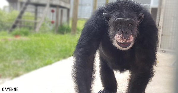 SaveTheChimps's tweet photo. Terry has been there for his friend, #CayenneTheChimp. Every day he’d venture out onto the island, look back, and urge Cayenne to join him. Learn more about how he supported his friend: https://t.co/fHJfqgSuLP
#TerryTheChimp #Chimp #Chimpanzee #Chimps #Chimpanzees #SaveTheChimps https://t.co/6uxK5dfw48