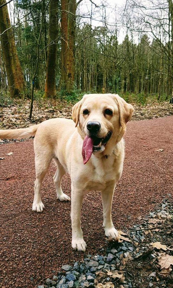 Zepto_OW's tweet photo. I'm so happy i have 9 years worth of memories to hold on by you were the best dog ever. Cassie ❤️ https://t.co/X8x3Rivdwq
