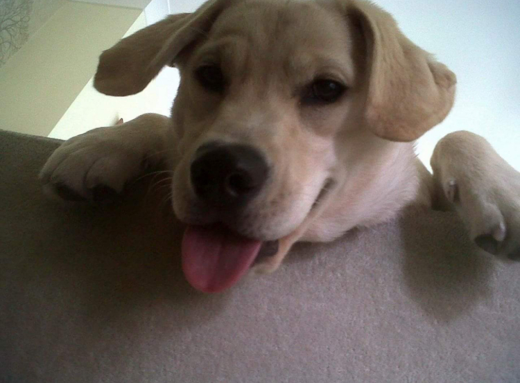 Zepto_OW's tweet photo. I'm so happy i have 9 years worth of memories to hold on by you were the best dog ever. Cassie ❤️ https://t.co/X8x3Rivdwq