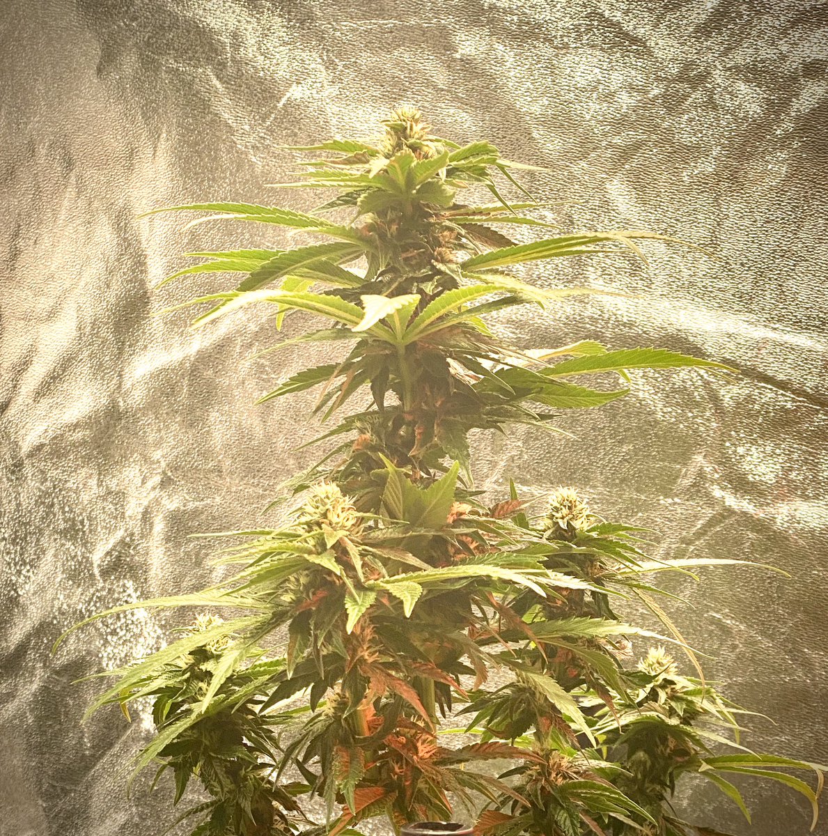 EmeraldZoo's tweet photo. Look what I’m making. Nothing special or extraordinary. Just some teeny, tiny, sad, sick, infectected an infested cuttings absolutely F’ing killing it! 😎 #EZStyle we shall see what we end up with as the pheno type is unknown. https://t.co/oTDrlAXNMY