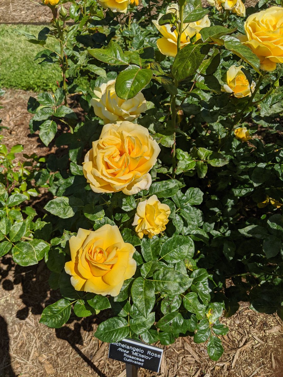 Singleton_OSMS's tweet photo. Mom and I enjoyed mother's day @NorfolkBotanic https://t.co/raH7MeCUEp