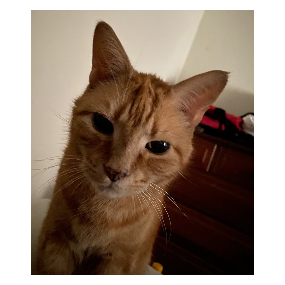 Library_PC's tweet photo. In true stereotypical Librarian fashion. We're starting off with Cats (Part 1)! #WorkFromHomeCoworkers #LibraryCats #LibrariansWithCats Here is 1. Nala &amp; Callie 2. Mr. Kat 3. Bear, Sky, &amp; Kya 4. Watson https://t.co/6DWwmKjBl1