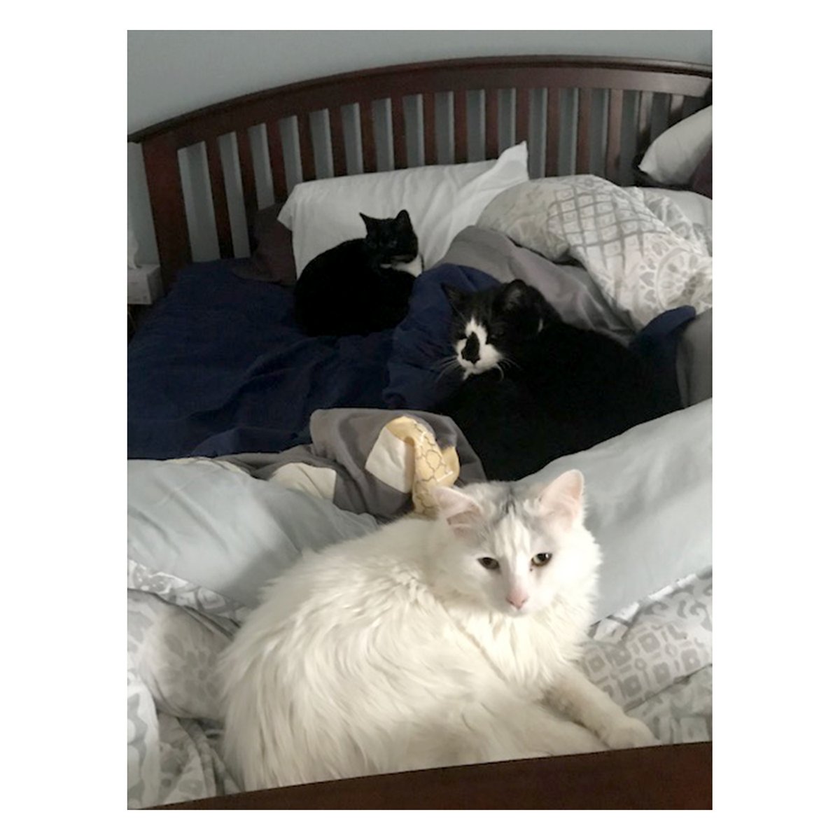 Library_PC's tweet photo. In true stereotypical Librarian fashion. We're starting off with Cats (Part 1)! #WorkFromHomeCoworkers #LibraryCats #LibrariansWithCats Here is 1. Nala &amp; Callie 2. Mr. Kat 3. Bear, Sky, &amp; Kya 4. Watson https://t.co/6DWwmKjBl1