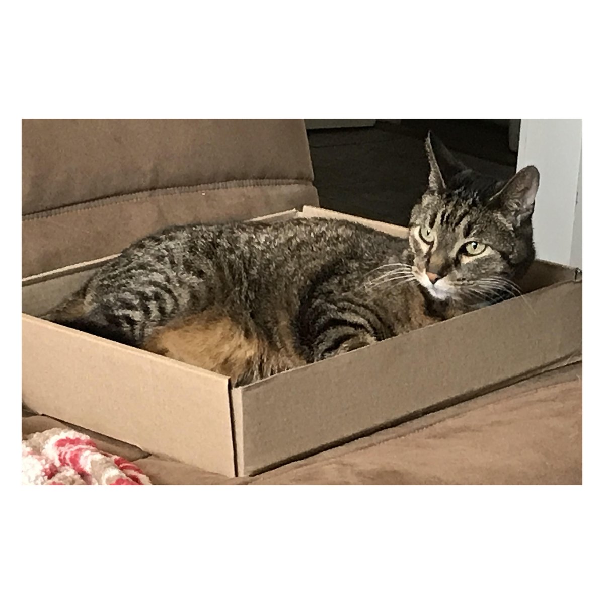 Library_PC's tweet photo. In true stereotypical Librarian fashion. We're starting off with Cats (Part 1)! #WorkFromHomeCoworkers #LibraryCats #LibrariansWithCats Here is 1. Nala &amp; Callie 2. Mr. Kat 3. Bear, Sky, &amp; Kya 4. Watson https://t.co/6DWwmKjBl1
