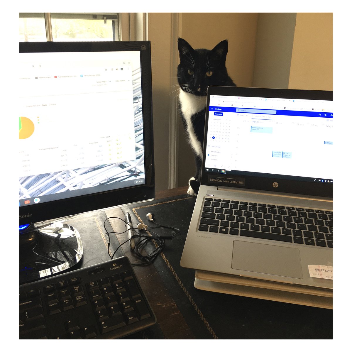 Library_PC's tweet photo. In true stereotypical Librarian fashion. We're starting off with Cats (Part 2)! #WorkFromHomeCoworkers #LibraryCats #LibrariansWithCats Here is 1. Moose 2. Frank 3. Sophie 4. Clyde &amp; Princess https://t.co/lUr2qefMCp
