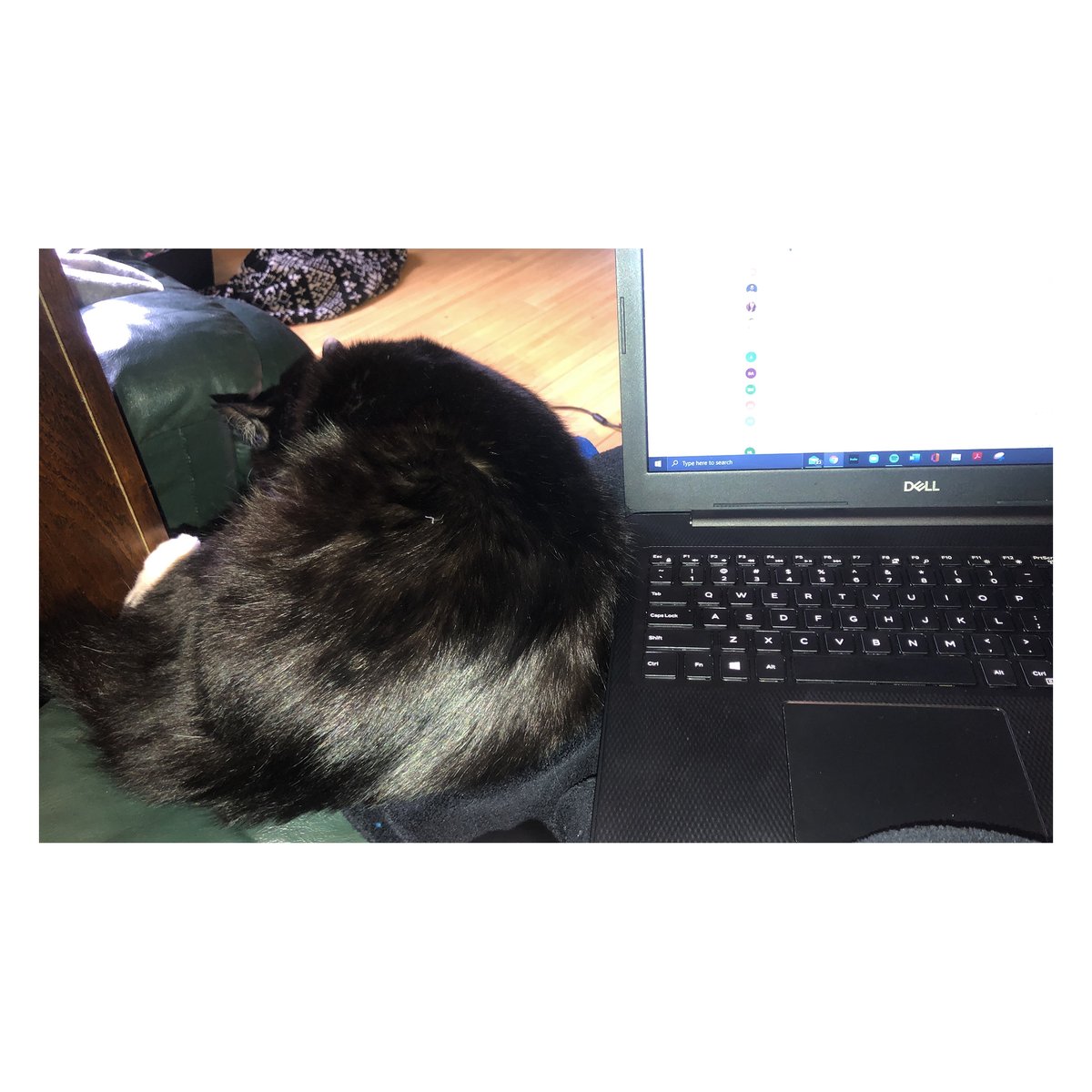 Library_PC's tweet photo. In true stereotypical Librarian fashion. We're starting off with Cats (Part 2)! #WorkFromHomeCoworkers #LibraryCats #LibrariansWithCats Here is 1. Moose 2. Frank 3. Sophie 4. Clyde &amp; Princess https://t.co/lUr2qefMCp