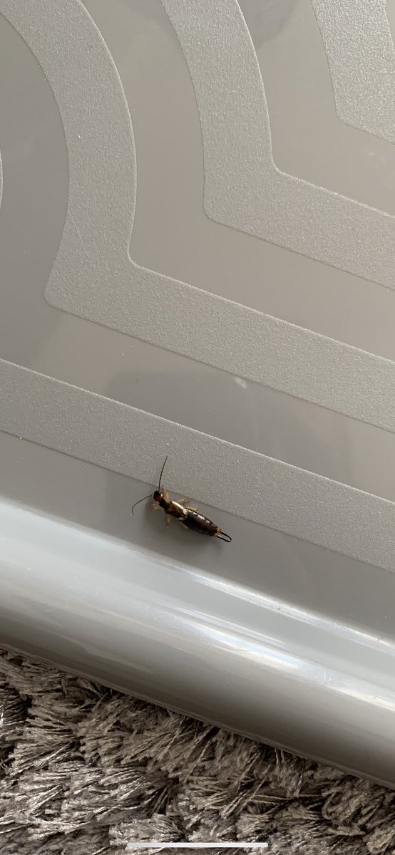 AaronRead93's tweet image. Anyone buying salad from @LidlGB  be aware, this little fella popped out made an appearance on our tea tonight..
Salad sponsored by Im a CelebriLidl