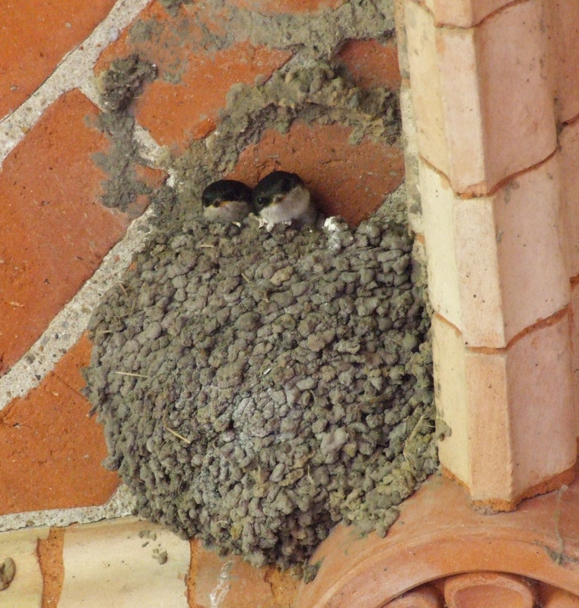 DoreNature's tweet photo. Calling all Dore people! We're launching a major new survey of birds nesting in Dore - please click to complete our short survey and help us to create a picture of bird life in our area. It's the perfect wildlife lockdown activity! https://t.co/WAtyqYLeMG https://t.co/RaDs0hJoMF