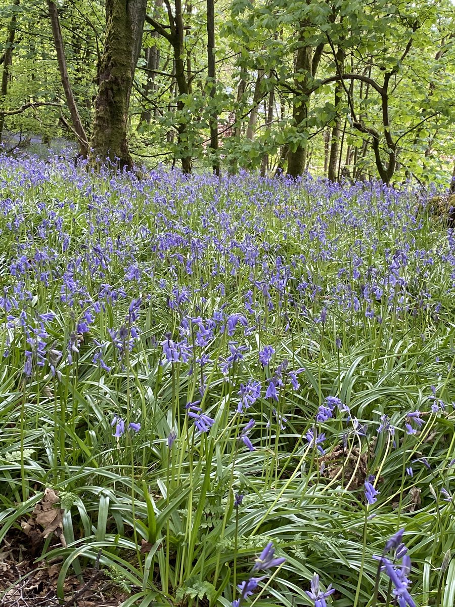 EmsWilcock's tweet photo. I thought I’d miss out on the magic of a #bluebell wood this year but it turns out I have one on my doorstep 💙 https://t.co/1BYTQvBuuj