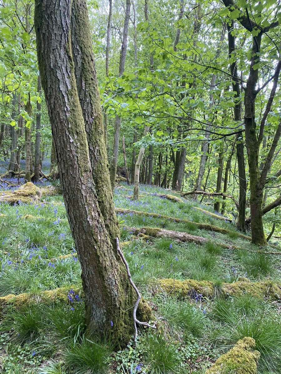 EmsWilcock's tweet photo. I thought I’d miss out on the magic of a #bluebell wood this year but it turns out I have one on my doorstep 💙 https://t.co/1BYTQvBuuj