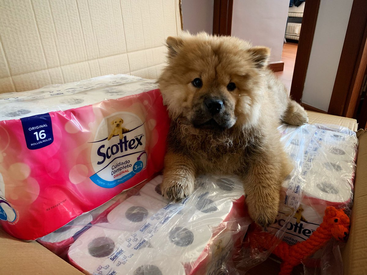 SewardGroup's tweet image. When you are a pup that was born during #COVID19... #chowchow #chowsoftwitter #chospuppy #sewardgroup #ttrsir