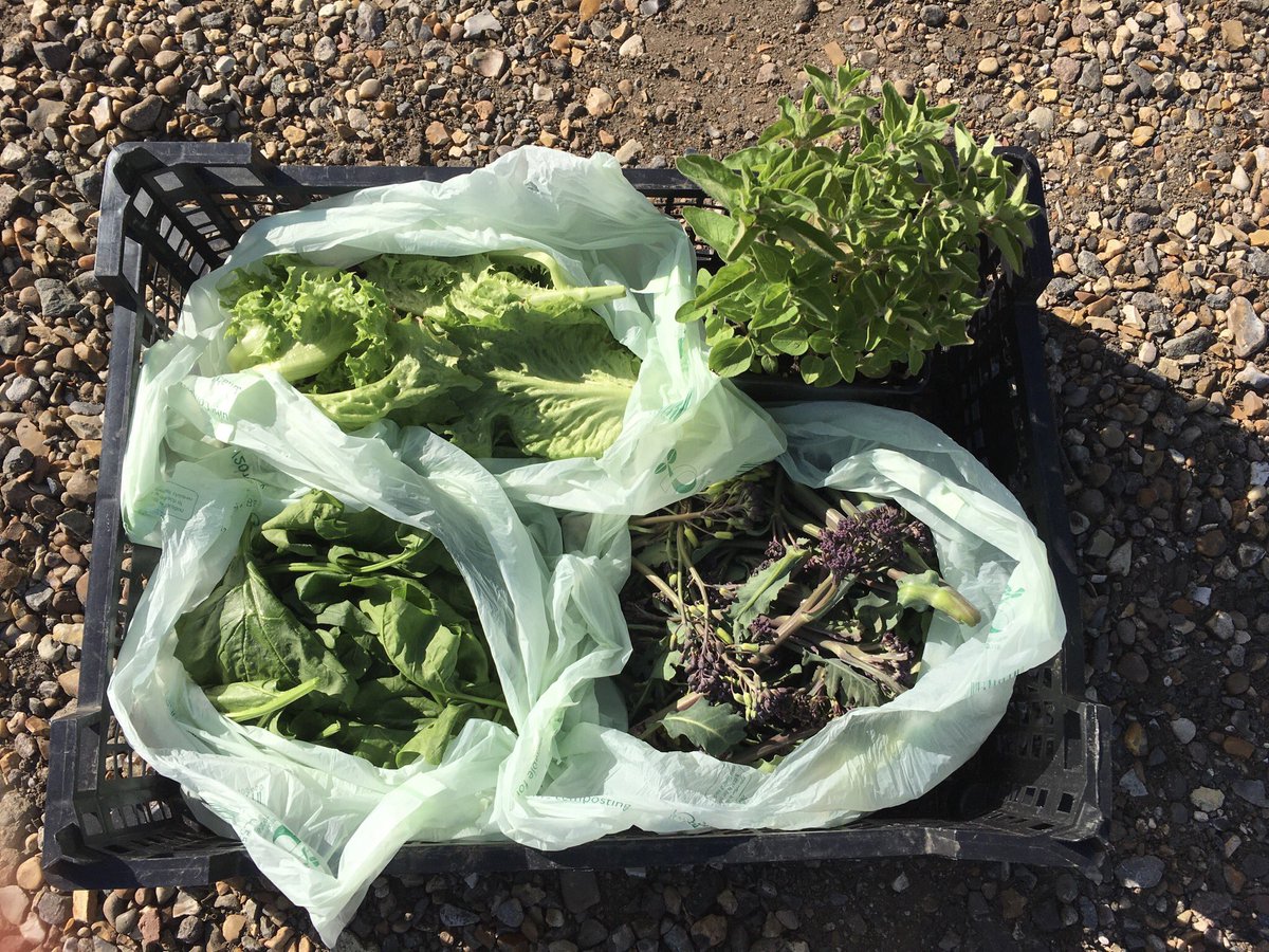 The Oak Tree tweet media