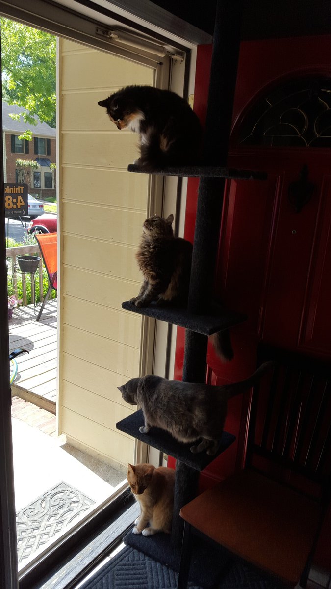 It has always amazed me how cats can magically maneuver through almost anything. 
But, have you have tried to "herd" cats.
Here's my attempt, when I successfully managed to stack our cats. 😸