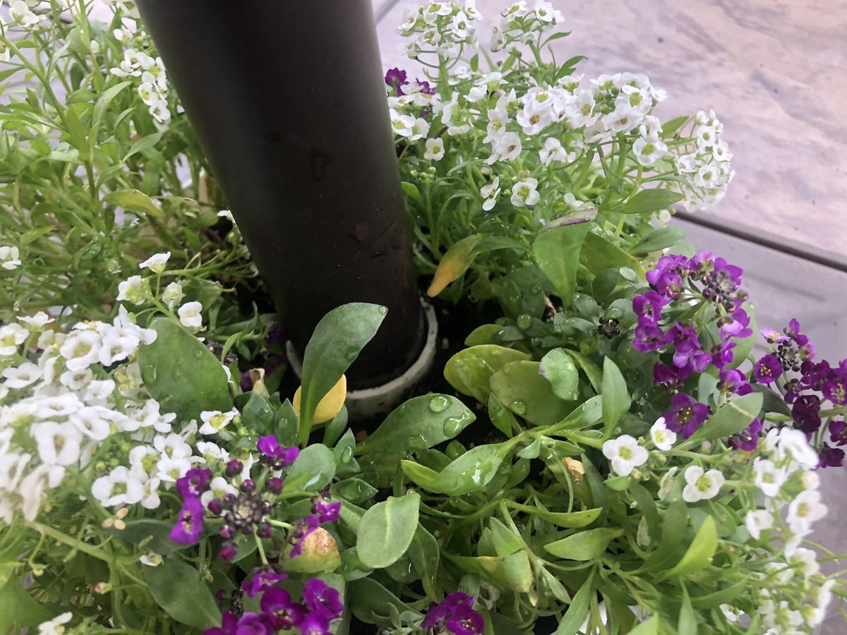 3D printing to the rescue (again)! I've been hunting for a simple planter that could wrap around the umbrella of our patio set this. I didn't have any luck finding what I wanted on Amazon, so I decided to build a quick design in <a href="/tinkercad/">Tinkercad</a> and 3D print a solution! #3D #3Dprinting