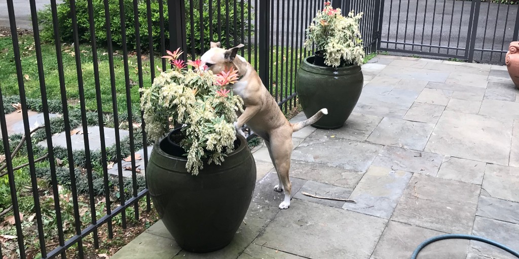 TurfMutt's tweet photo. MoMo is taking time to smell the flowers. Are you? Don't forget that TurfMutt Tuesday is tomorrow! #TurfMuttTuesday #MuttMulligan #BackyardNotCancelled https://t.co/EYIbYsNcZh