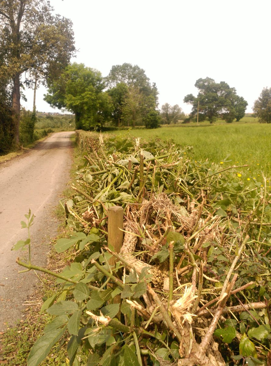 📢Atención! Abstenerse de lanzarse como locos a la limpieza de caminos y zonas verdes. En esta época las aves están en plena nidificación y desbroces y podas son una amenaza. Hoy nos llegan estas lamentables imagenes que ya hemos conseguido no vuelvan a producirse