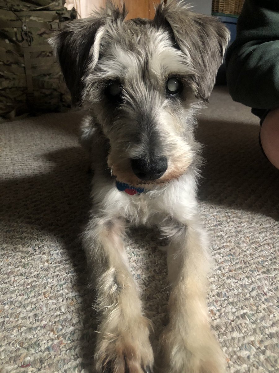 Ms_S_music's tweet photo. I forgot to share this on Monday. Welcome the newest member of #BCSDPets, Archie! I adopted him Saturday. Heβs like a son to me already. Caring for his diabetes & guiding him with his blindness has been amazing. β€οΈ @BinghamtonCSD https://t.co/zzg3v60kL5