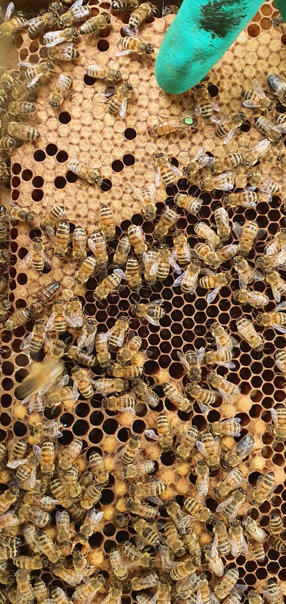 calluna4u's tweet photo. As promised. First I have seen of this and I see my thoughts on the old queen were probably right. An old pink marked one not in lay (judging by the size) just going about the hive unharrassed. https://t.co/yeRy2Z2FXP