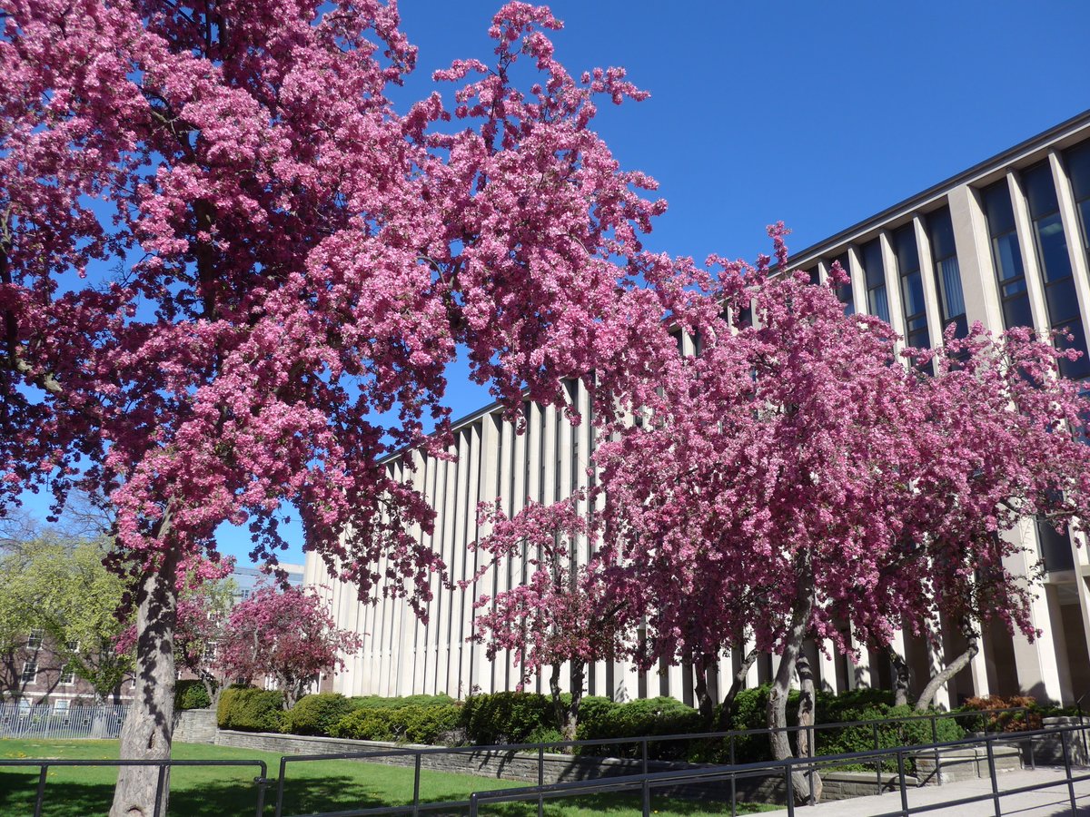 Trinity_College's tweet photo. Although it does not feel like spring these days, we're told the May flowers continue to bloom on the Trinity campus. For today's #SpecialSpacesatTrinity, enjoy photos of our #springblooms from 2019 🌸
More photos on Facebook https://t.co/HPRAX2c9ee & https://t.co/7qJhjhnA8I https://t.co/0bDJ6nNW1v