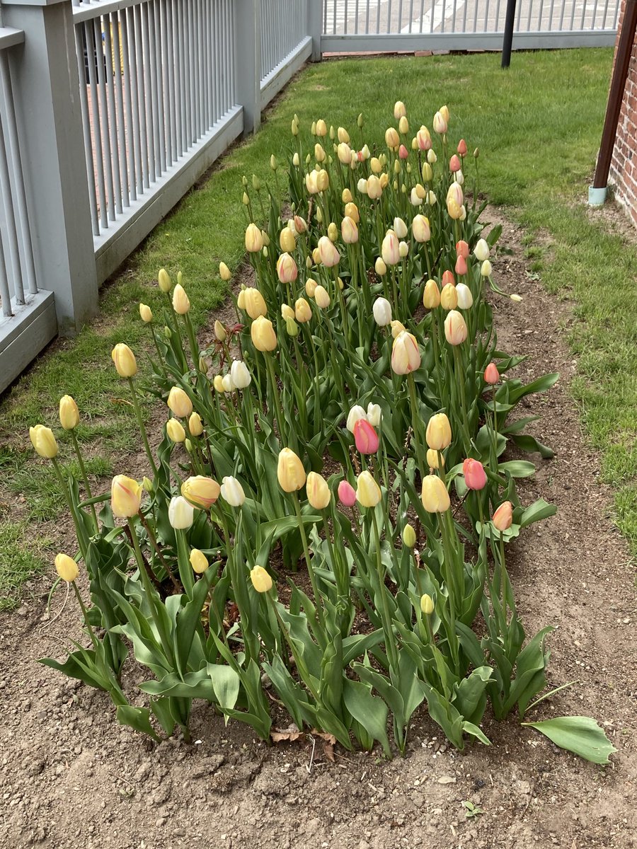 The tulips are up ⁦<a href="/TheWarnerHouse/">The Warner House</a>⁩ thanks to the volunteers of the Portsmouth Garden Club.