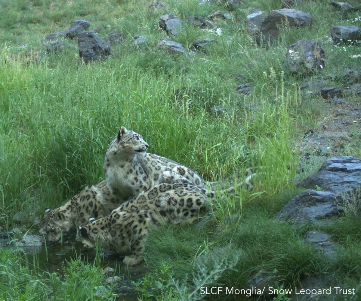 snowleopards's tweet photo. Female #snowleopards typically give birth to 1-3 cubs in each litter. Cubs tend to follow their mothers for 18-22 months, until they are ready to find their own home range. #SnowLeopardFacts https://t.co/cHhV5weonf