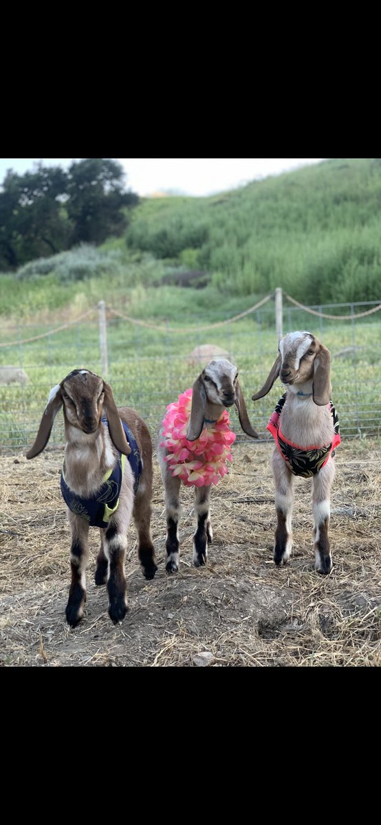 805goats's tweet photo. Dallas, Lincoln, and Nash are ready for summer ☀️💙 #summergoats #goats #fireprevention https://t.co/gWchqj4Q6Q