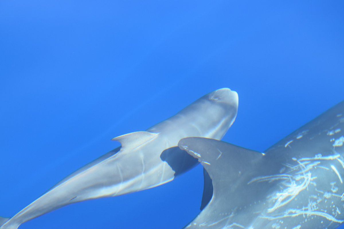 JonianDolphin's tweet photo. KETOS - Protected area for the cetaceans in the Ionian Sea 

JDC Original footage
Follow us on https://t.co/tjJSfxtbln

#Ketos #ResearcherForADay #Cetaceans #Dolphins #GulfOfTaranto #IonianSea #CitizenScience #MarineBiology #MarineLife #SayNoToCaptivity #EcosistemaTaranto https://t.co/7fpWtBgBtv