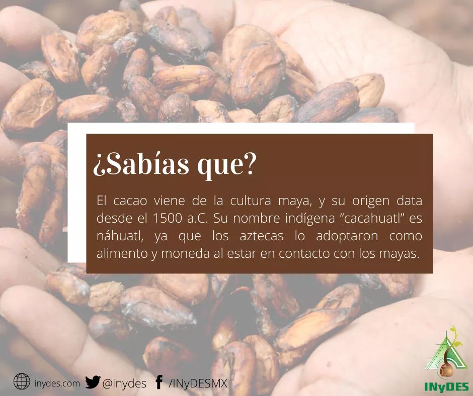 Inydes's tweet photo. ¿Conoces las plantas que México le dio al mundo? 🌿
.
.
.
.
#cacao
#plantasdemexico
#mexicobiodiverso https://t.co/hn5MEy9cSC
