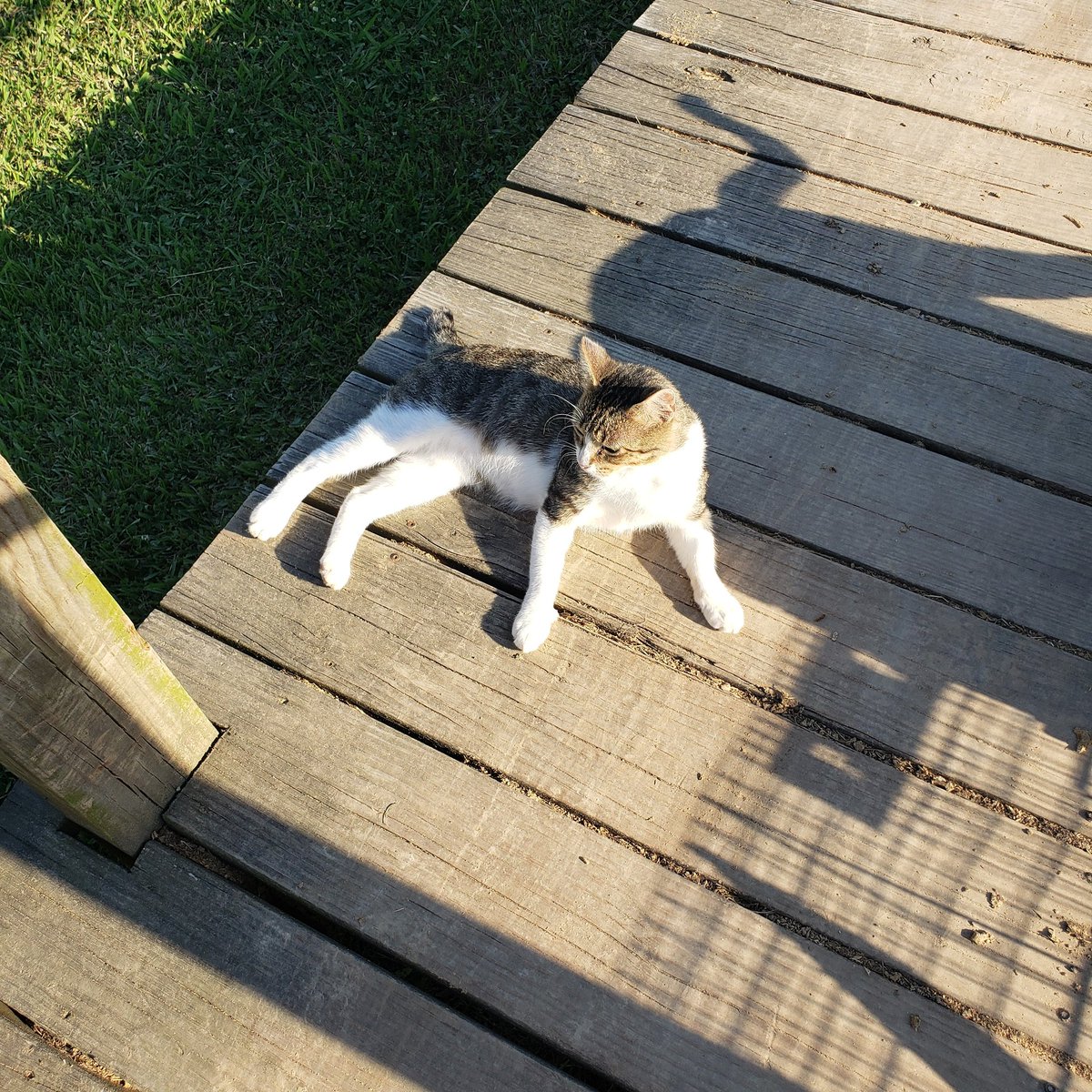 barncatlady's tweet photo. Stubby is chilling on this awesome Monday.
#barncatlady #cats #catsofinstagram #catstagram #CatsOfTwitter #abandonedcat #barncat #foradoption #tabbycat #notail #stubby #stubbytail #manx #relaxation #happymonday #mondayvibes✌️ https://t.co/IdfSXnPr4P