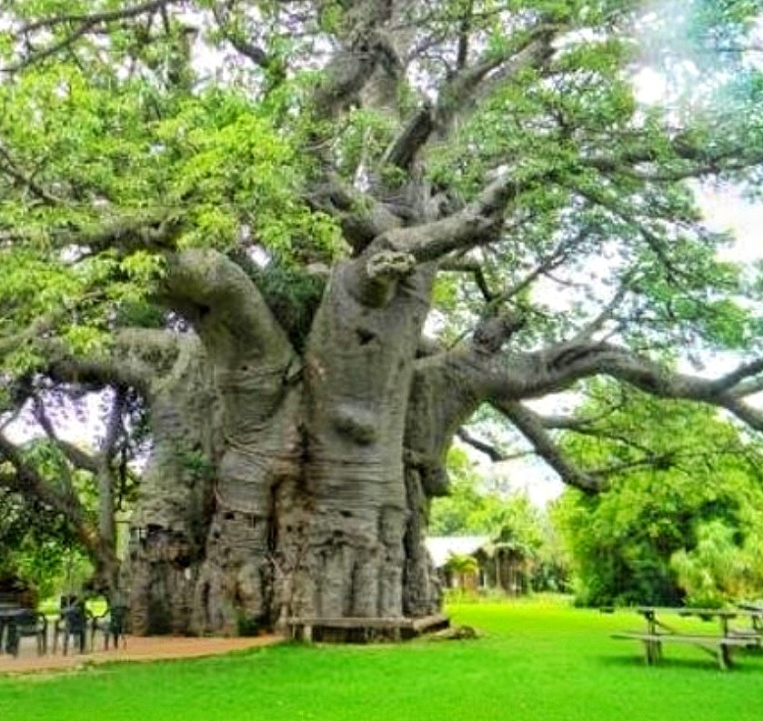 Dineo_Zonke's tweet photo. 4 Unusual places to visit in South Africa:

1. Gnome Cottage, Free State.
2. The Big Baobab, Limpopo.
3. The Shoe House, Mpumalanga.
4. The Big Pineapple, Eastern Cape.

Have you been to any of these? Feel free to add to the list.

#WeWillTravelAgain
#TravelSouthAfrica https://t.co/5CGfpv3rff