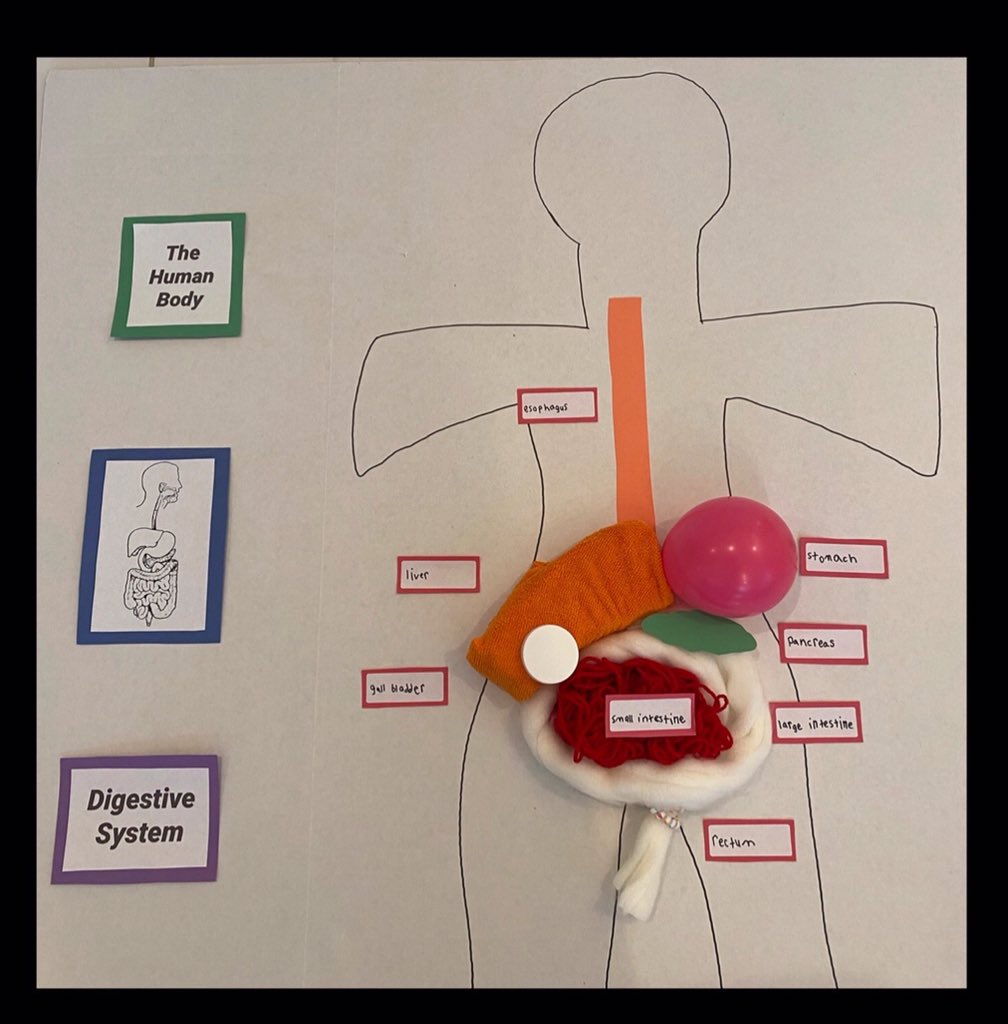 Lpalazzo01's tweet photo. This 2nd grader amazes me on his creativity each day. As a pausing point #PBCSDHumanbody he created a pin the parts to the body game & a model of the digestive system after today’s #CKLA lesson. @JenSkoblicki @ShineonSPES https://t.co/iBKuEgkmdC