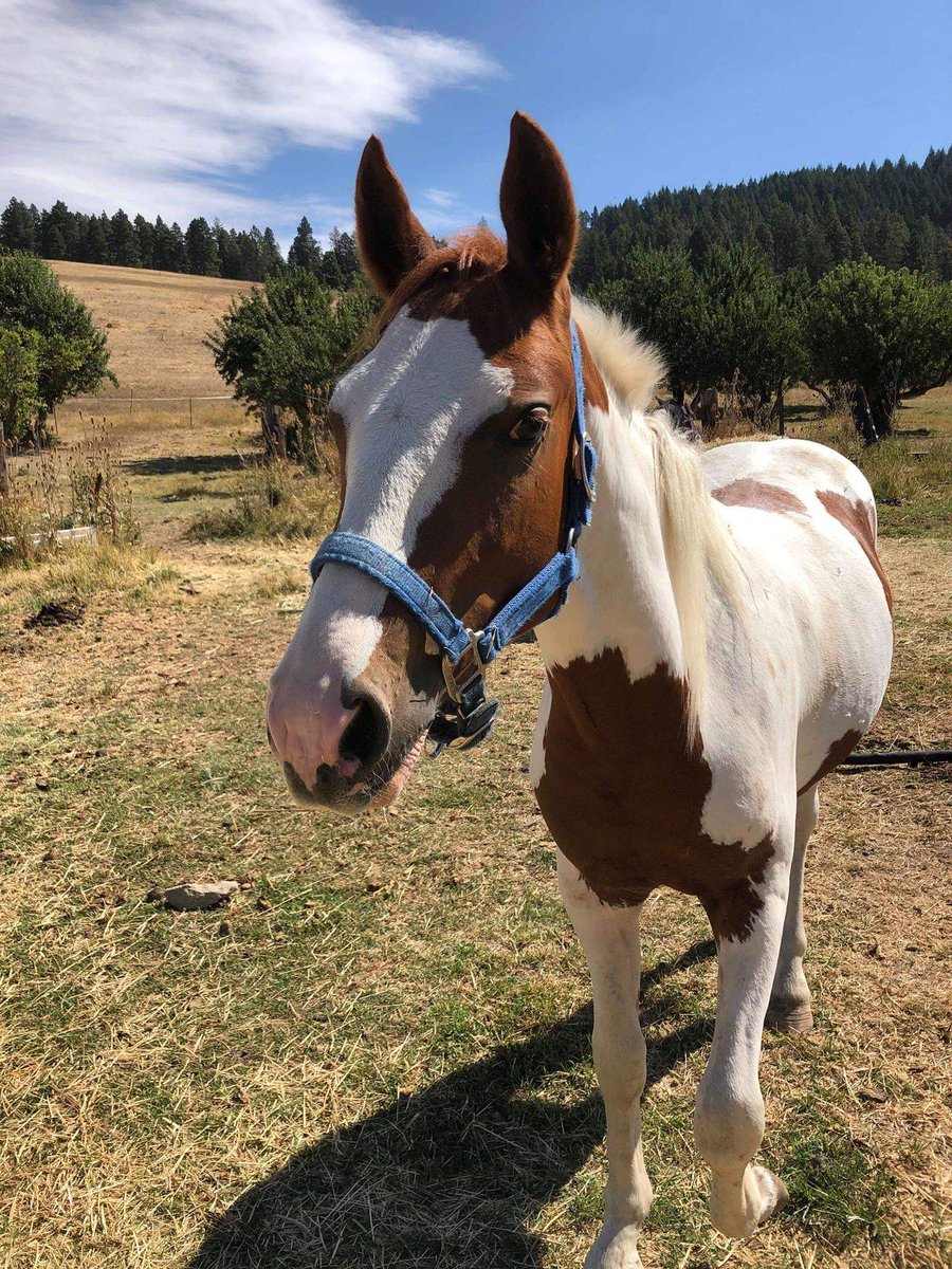AcresOrphan's tweet photo. Another adoption is in the books! Shiloh found his forever home and we couldn't be happier. Shiloh came in with four other horses last winter. All of them were very shy but have now blossomed into social and friendly horses!

#horses #rescue #sanctuary #orphanacres #Idaho https://t.co/PKTpTDu8IN