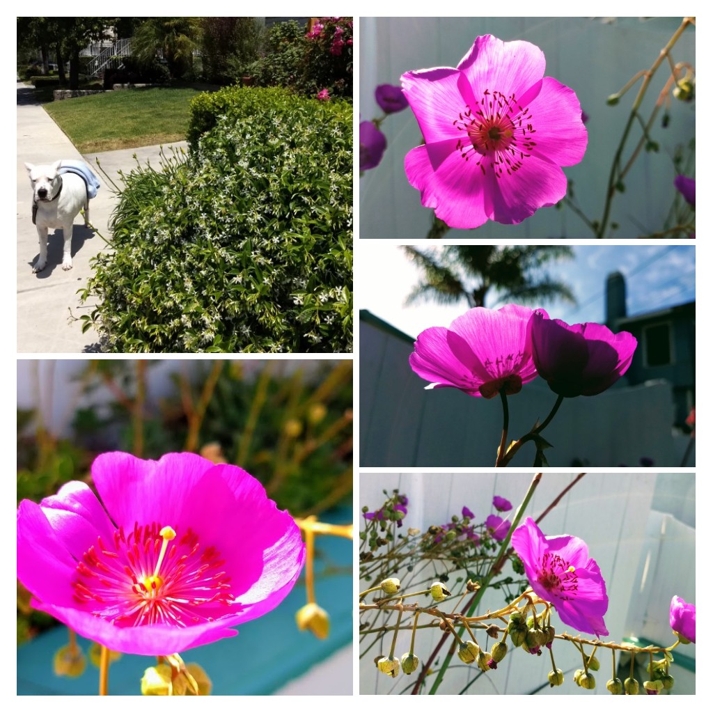 lunaluvsyou's tweet image. Let the sun shine through. Let the sun follow you...  @PostHastePics
#photography #Flowers