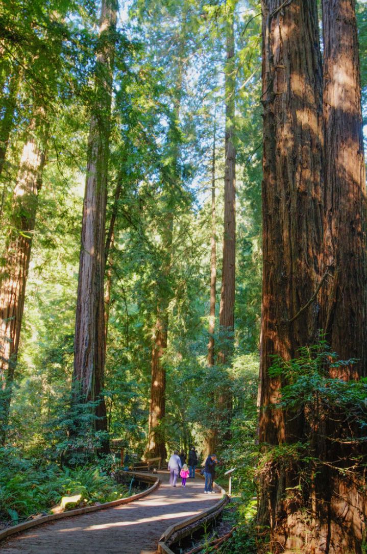 MuirWoodsNPS's tweet image. Leave No Trace Principle #4 is especially important while sheltering-in-place, “leave what you find!” When out exploring in nature, whether that is a trail or a sidewalk, always leave what you find, where you found it. Instead of taking an object, take a picture of it instead!