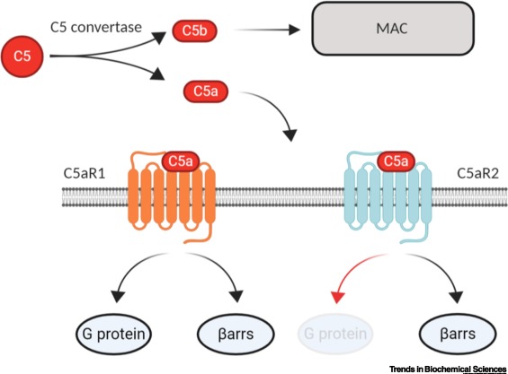 TrendsBiochem's tweet photo. Online now - the Review "Emerging Insights into the Structure and Function of #Complement C5a Receptors" from @Shubhip97 @arshukla and colleagues!
#GPCRs #functionalbias #C5aR
https://t.co/JSmDnbIWCw https://t.co/f9gbM7ddfN