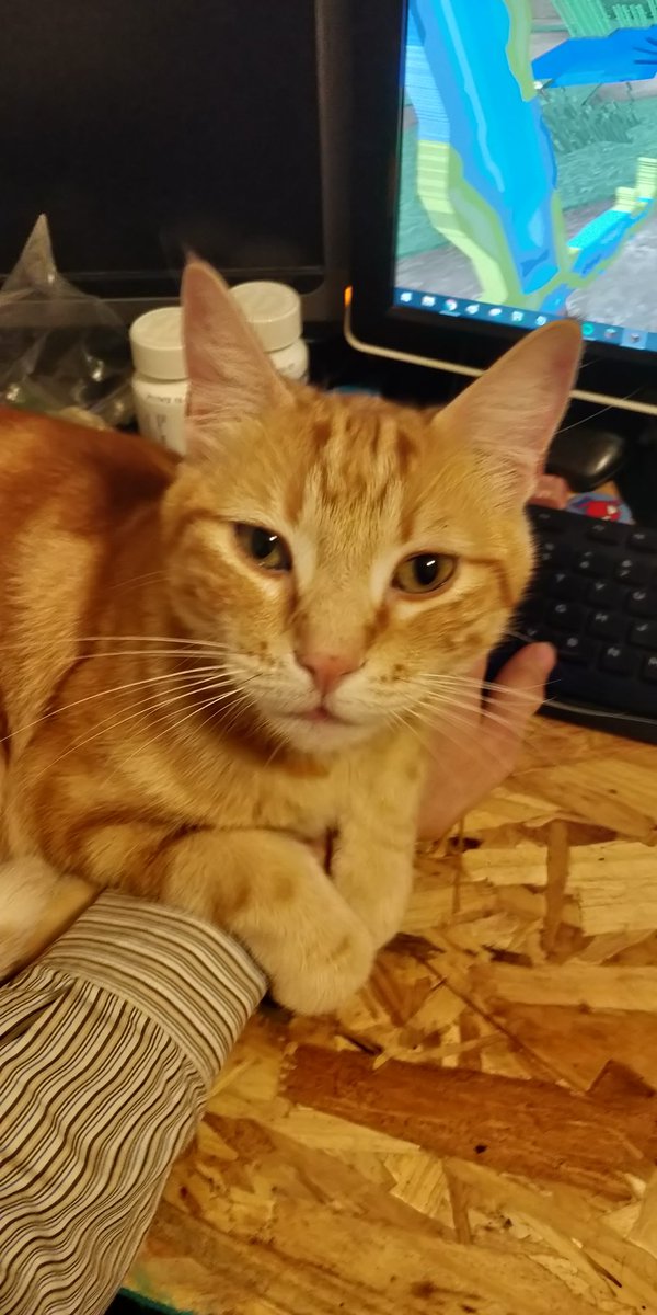 Dehlsaev's tweet photo. @OSPyoutube Okay but this is Apollo and I just set up this desk and he approves of the space he can lay across https://t.co/rQUualEXB3