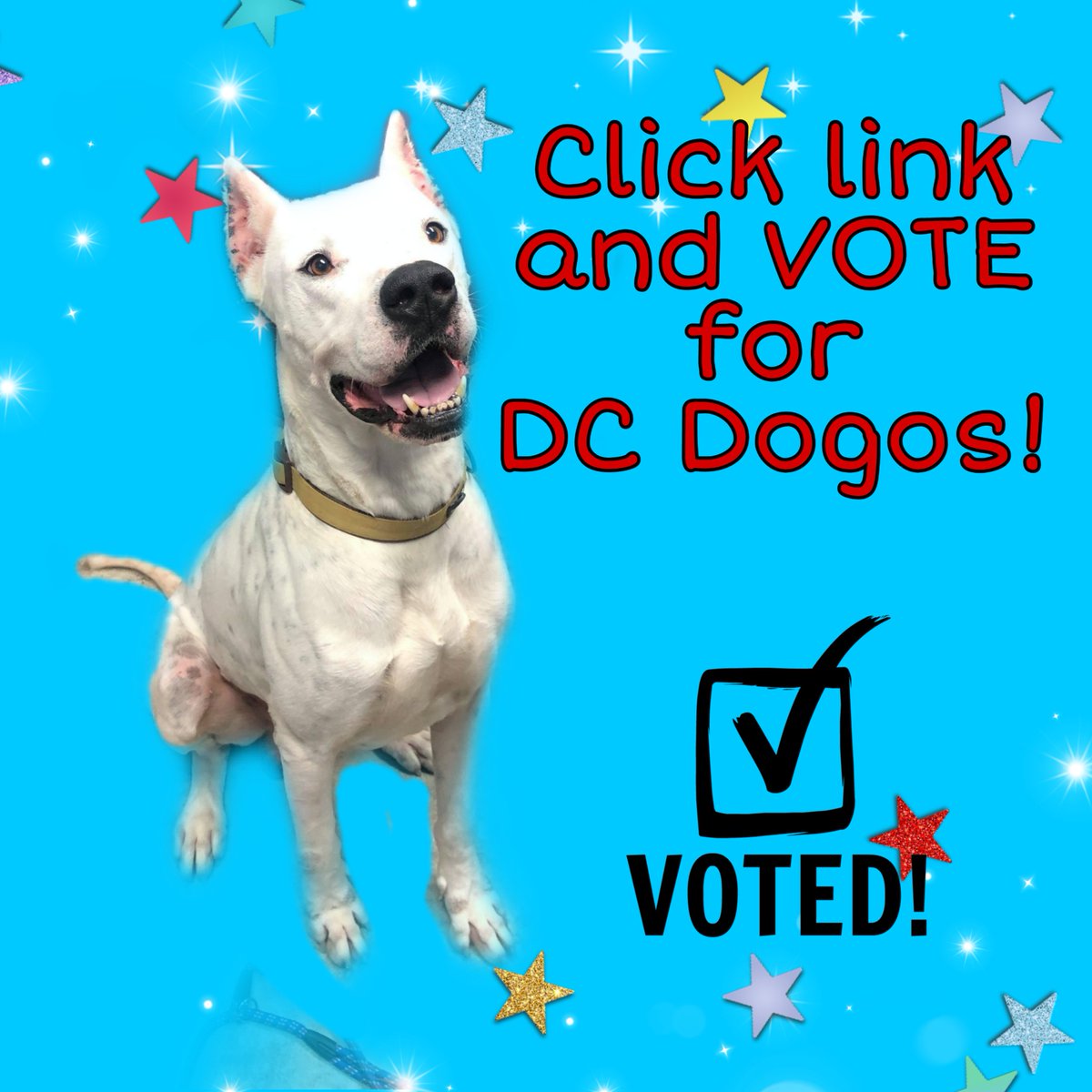 DC Dogos tweet media