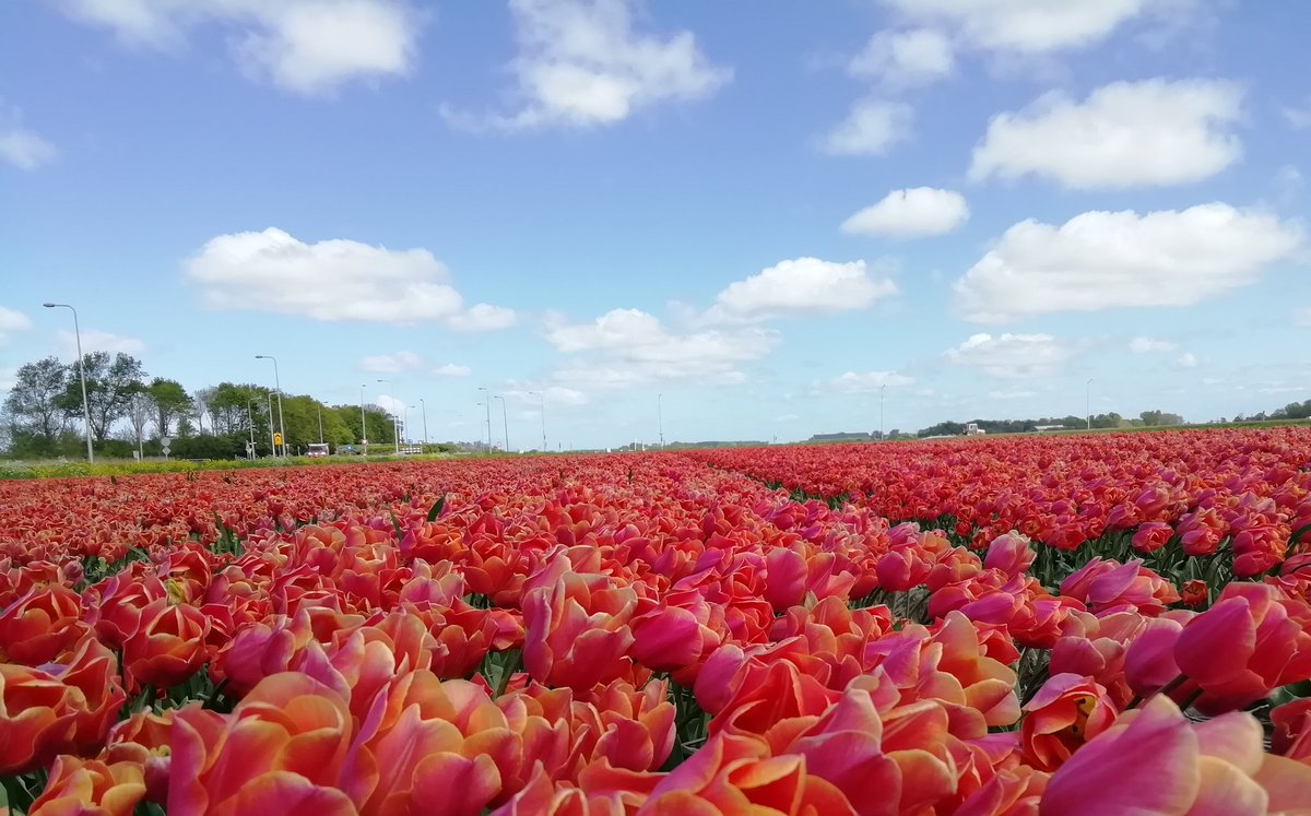 De tulp Jimmy, vlak voor ze gekopt werden. 
#tulpen #tulips #Jimmy #bloembollen #flowerbulbs #tulpenvelden #schagen #tZand