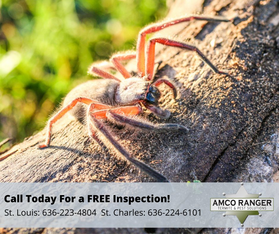 Say "goodbye" to pest this summer with the help of Amco Ranger. 
#AmcoRanger #PestSolutions