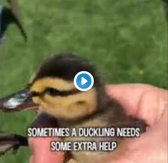 101wixx's tweet photo. Shout out to the custodians at @OshkoshWestHigh for helping this family of ducks! One of @coreycarter101's #145FeelGood Stories today!
https://t.co/f8sIZ7BB4E https://t.co/fZxSlEiJfD