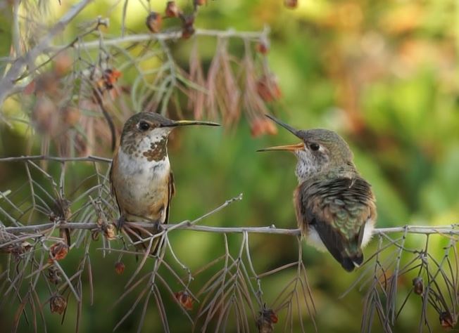 FormerChefBlog's tweet image. New! Corona Victory Garden update. Includes a bonus video of Mama Hummingbird feeding her baby (worth it, I promise)! formerchef.com/2020/05/11/cor…
#gardening #pandemicplanting #victorygarden